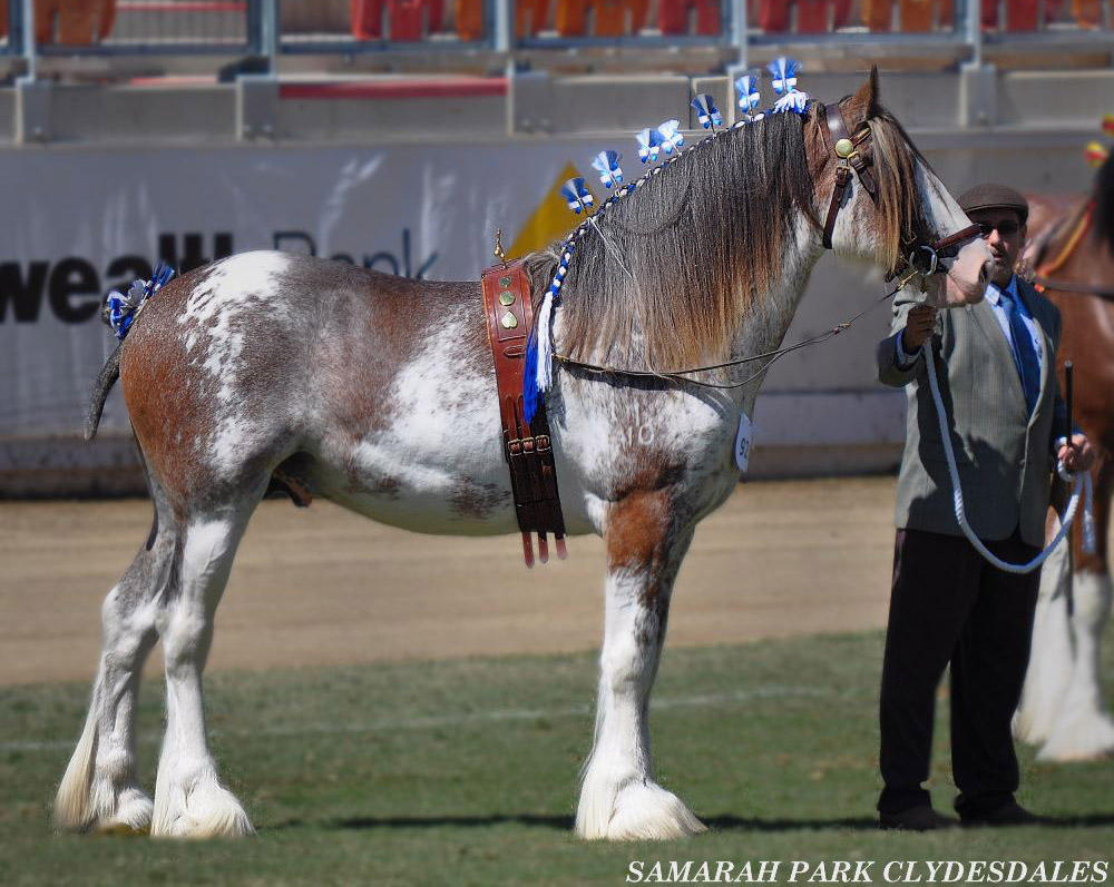 Clydesdale Horses @Samarah Park Clydesdale Stud